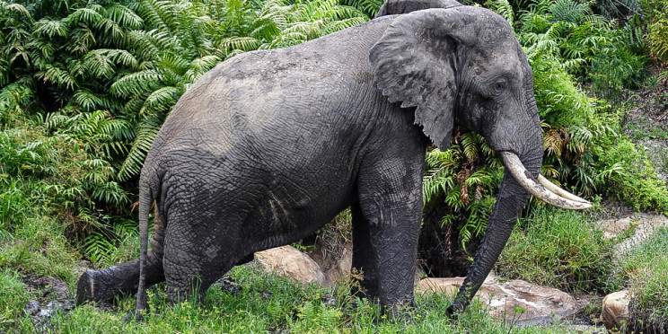 5-Day Mombasa, Shimba Hills & the Tsavos Experience