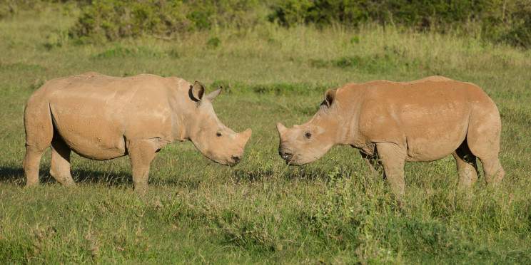 5-Day Kenya Wildlife Safari from Laikipia to Masai Mara
