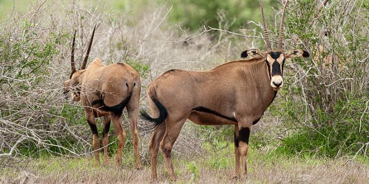 3-Day Mombasa - Tsavo East - Tsavo West Safari - Mombasa
