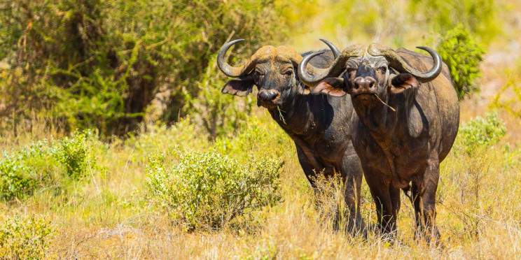 3-Day Tsavo East Safari - Pick-up & Drop-off Mombasa
