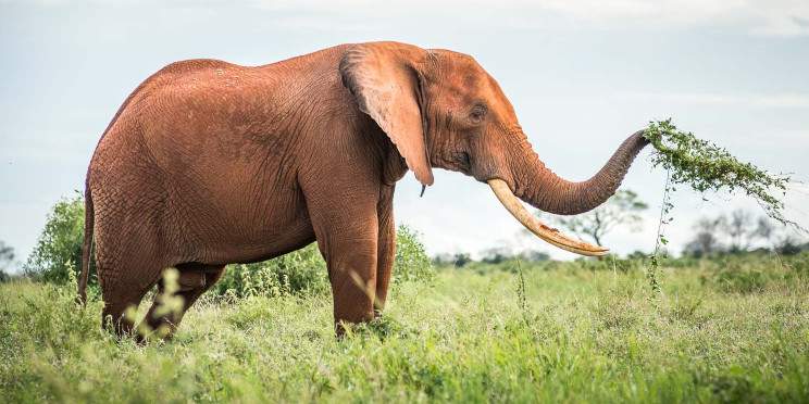 3-Day Voi Safari Lodge Tsavo East Private Tour