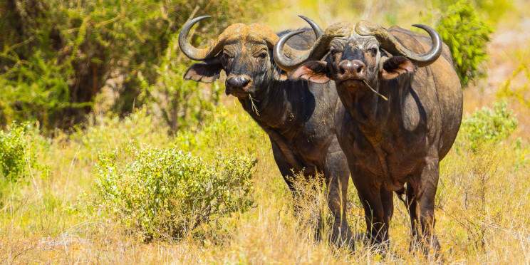 3-Day Tsavo East & West National Park from Mombasa/Diani