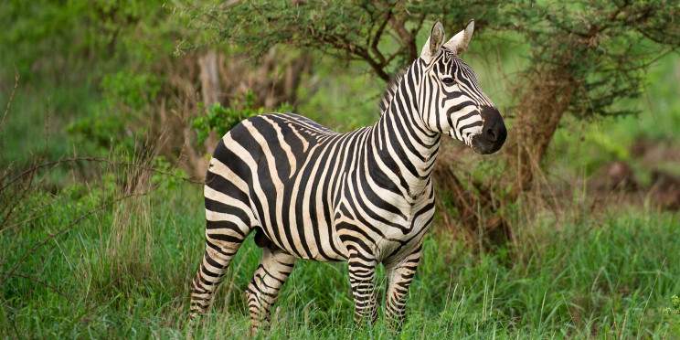 4-Day Tsavo East, West & Amboseli Parks and Peaks Safari