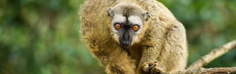 12-Day Luxury Madagascar Tour