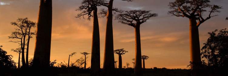 Visit Kirindy & Sunset Baobab