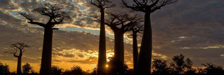 Kirindy Reserve - Morondava