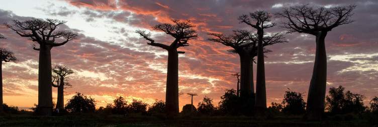 Kirindy Forest – Baobabs – Morondava