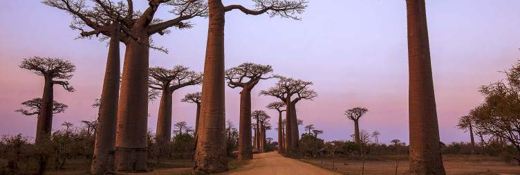 Kirindy-Morondava
