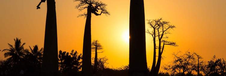 Kirindy Forest - Morondava