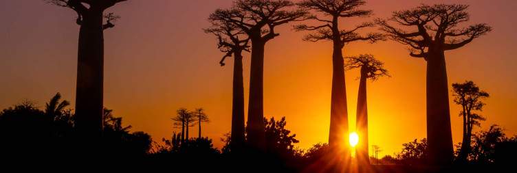 The Baobab Alley