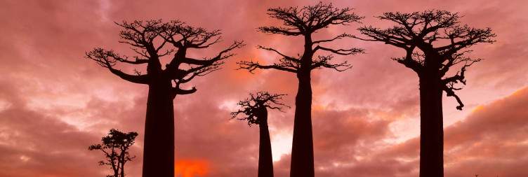 Visit Kirindy - Sunset Allée des baobab