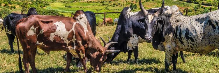 Wildlife and culture after Isalo