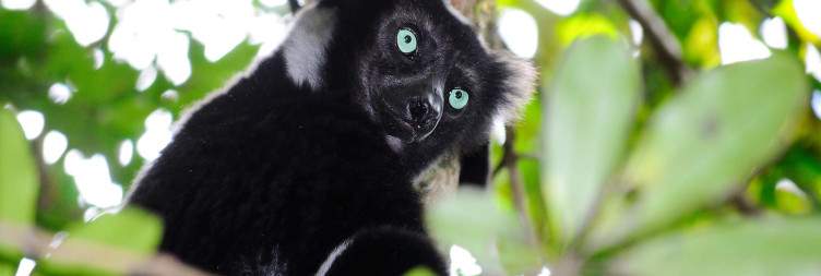 Andasibe-Analamazaotra National Park