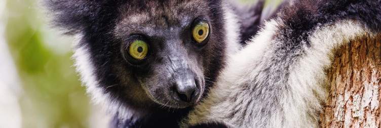 Guided Visit of Analamazaotra National Park - Vakona Private Reserve