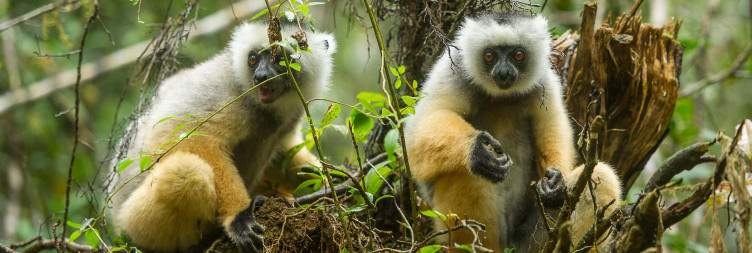 Visit of Analamazaotra National Park - Vakona Reserve