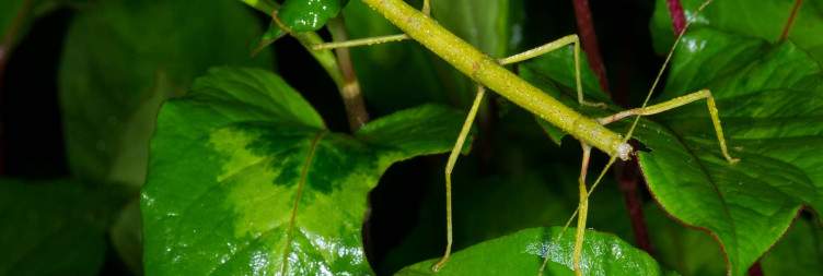 Rainforest