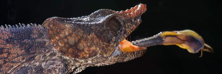Palmarium - Andasibe-Mantadia National Park