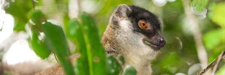 Antananarivo - Andasibe National Park
