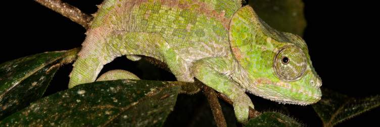 Transfer to Andasibe-Mantadia National Park