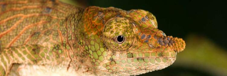 Andasibe-Mantadia National Park