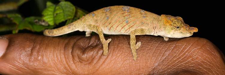 Antananarivo - Andasibe Mantadia National Park