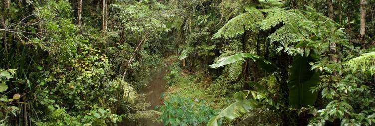 Visit of Andasibe-Mantadia National Park
