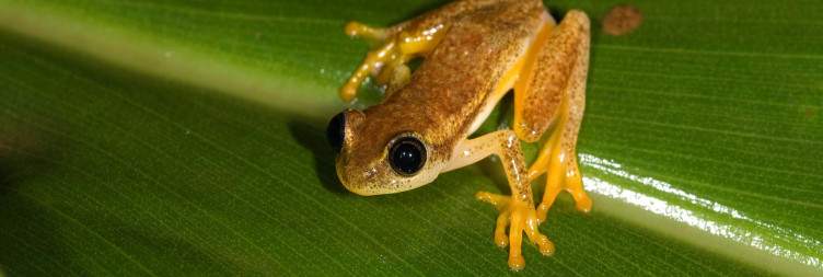 Transfer to Andasibe-Mantadia National Park