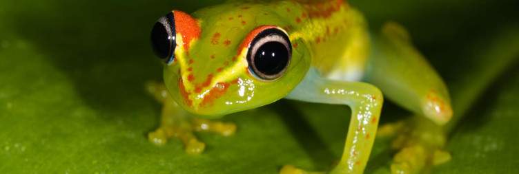 Antananarivo - Andasibe-Mantadia National Park