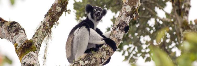 Andasibe-Mantadia National Park