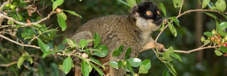 Transfer to Andasibe-Mantadia National Park