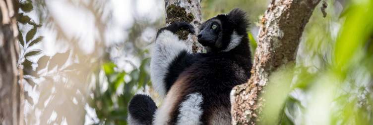 Andasibe-Mantadia National Park