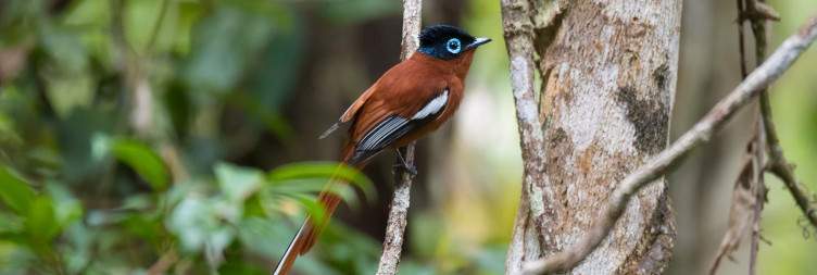 Antananarivo - Andasibe Mantadia National Park