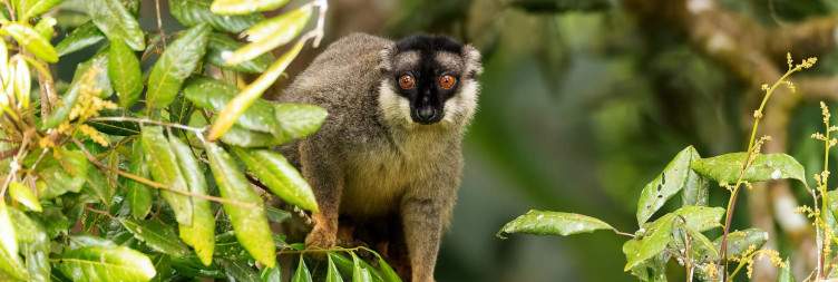 Morondava – Antananarivo – Andasibe