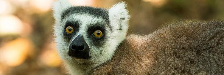 Isalo National Park - Anja Community Reserve