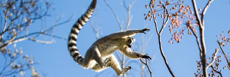 Isalo National Park - Anja Community Reserve