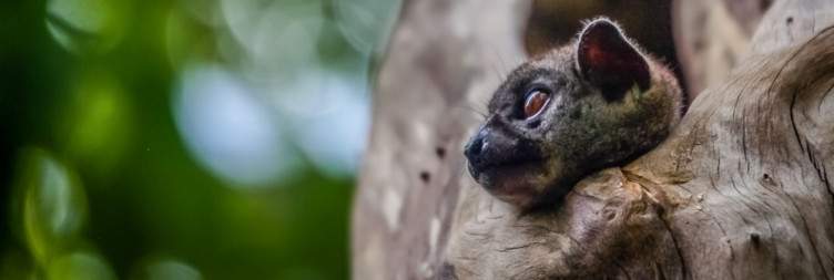 Visit of Ankarana National Park