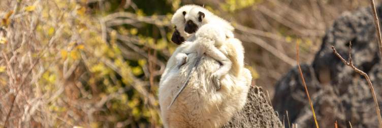 Antananarivo - Tsingy National Park Visit - Morondava by Private Charter