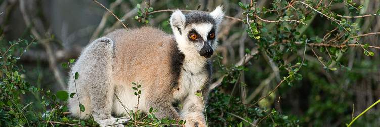 Antananarivo - Fort Dauphin – Berenty Reserve