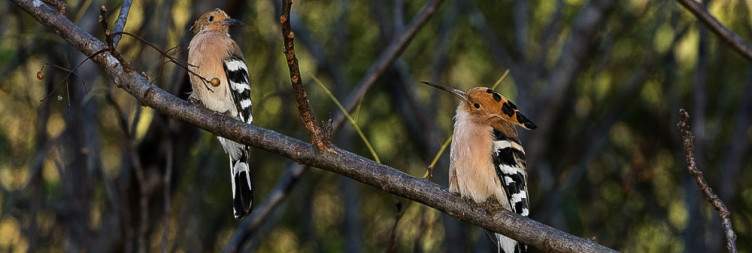 Zombitse National Park - Isalo National Park