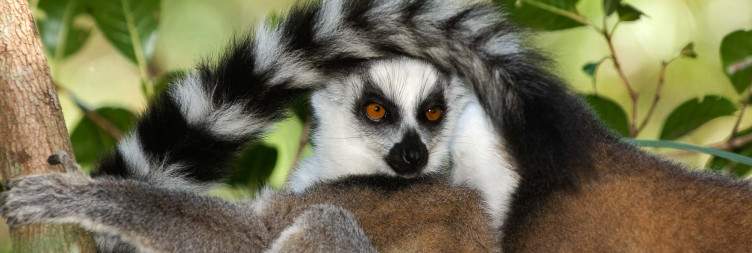Hills, Lemurs & Canyons