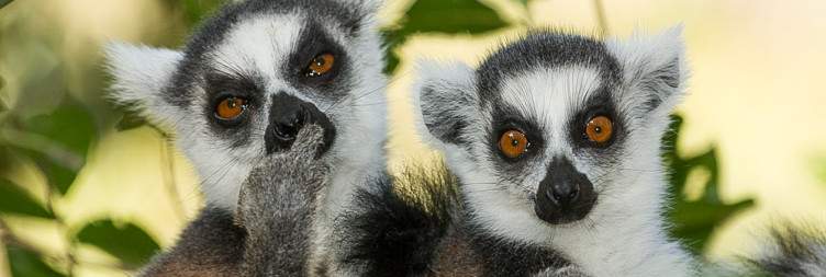 Guided Visit to Isalo National Park