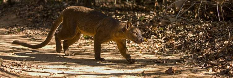 Morondava - Kirindy Forest Reserve