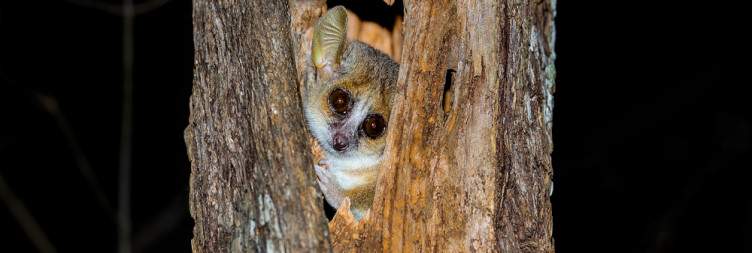 Morondava - Kirindy Forest