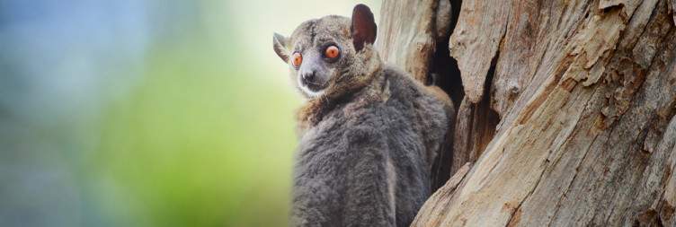 Kirindy Forest Reserve - Bekopaka