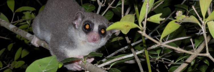 Antananarivo-Kirindy Reserve