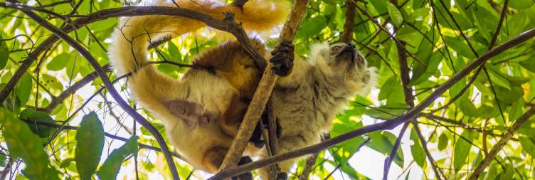 Lemurs and Mangroves