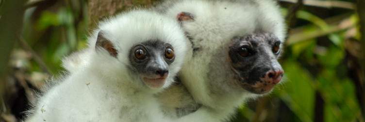 Marojejy National Park Exploration
