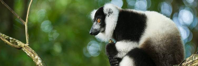 Visit of Palmarium Reserve