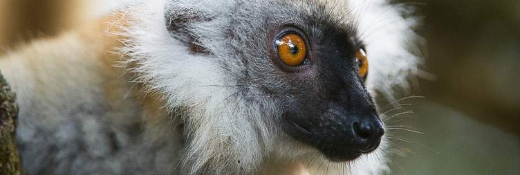 Andasibe - Palmarium Reserve