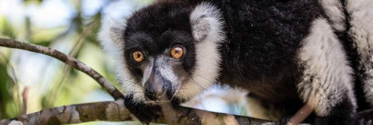 Visit of Palmarium Reserve